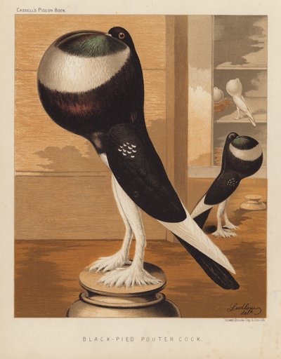 Palomas: Gallo Pouter negro (litografía en color) de J. W. (after) Ludlow