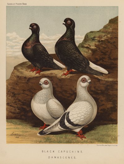 Palomas: Capuchinas negras; Damascenas (litografía en color) de J. W. (after) Ludlow