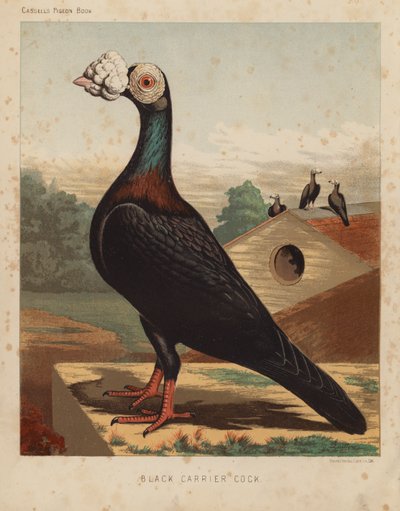 Palomas: Gallo negro portador (litografía en color) de J. W. (after) Ludlow