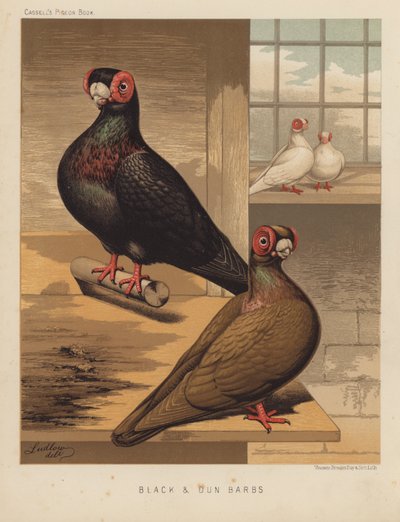 Palomas: Negras y morenas (litografía en color) de J. W. (after) Ludlow
