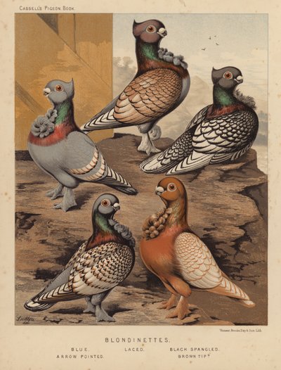 Palomas: Blondinettes, Blue, Laced, Black Spangled, Arrow Pointed, Brown Tipped (litografía en color) de J. W. (after) Ludlow