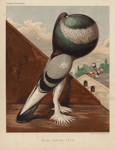 Palomas: Gallo azul (litografía en color) de J. W. (after) Ludlow
