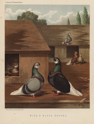 Palomas: Barbas azules y negras (litografía en color) de J. W. (after) Ludlow