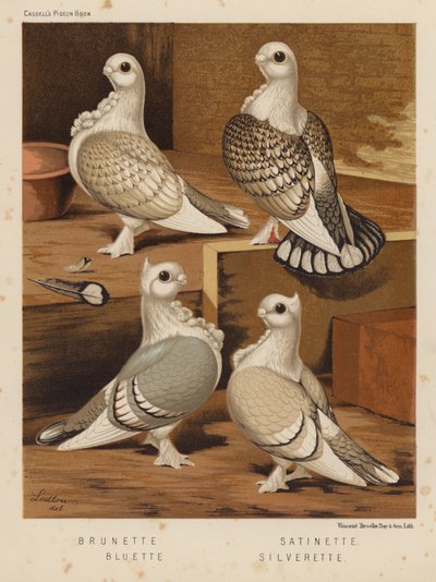 Palomas: Brunette; Satinette; Bluette; Silverette (litografía en color) de J. W. (after) Ludlow