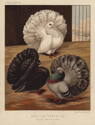 Palomas: Colas de abeja inglesas, negras, blancas, azules (litografía en color) de J. W. (after) Ludlow