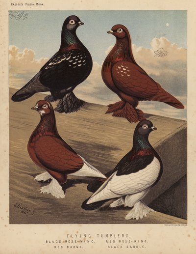Palomas: Volantes, Rosa Negra, Rosa Roja, Insignia Roja, Silla Negra (litografía en color) de J. W. (after) Ludlow