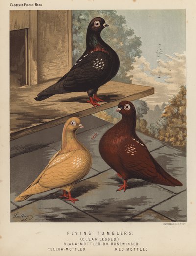 Palomas: Voladoras, de pata limpia, de alas negras o rosadas, de alas amarillas, de alas rojas (litografía en color) de J. W. (after) Ludlow