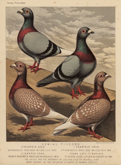 Palomas: Palomas mensajeras (litografía en color) de J. W. (after) Ludlow