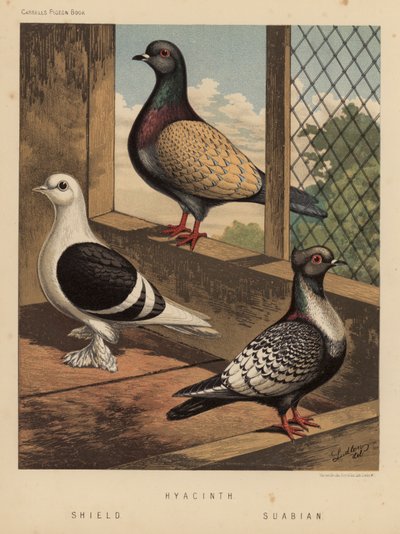 Palomas: Jacinto; Escudo; Suabia (litografía en color) de J. W. (after) Ludlow