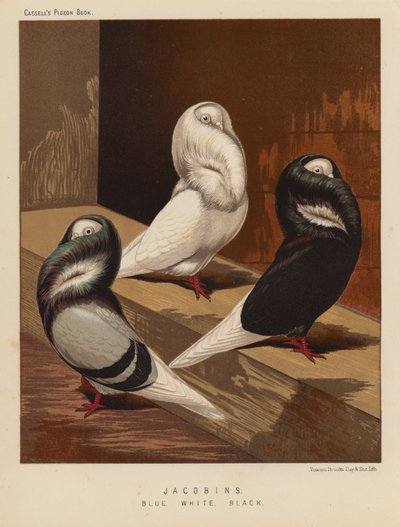 Palomas: Jacobinas, azules, blancas, negras (litografía en color) de J. W. (after) Ludlow