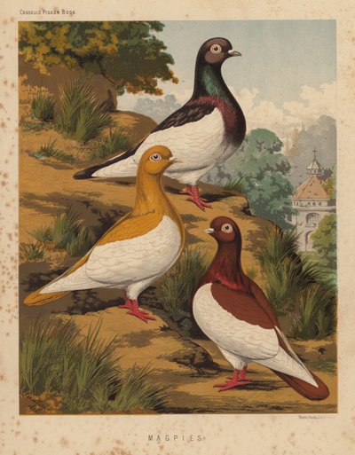 Palomas: Urracas (litografía en color) de J. W. (after) Ludlow