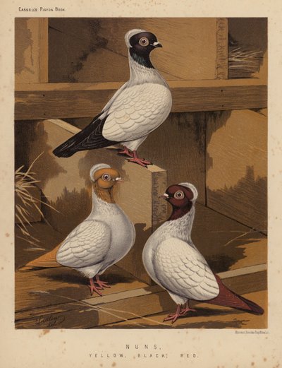 Palomas: Monjas, amarillas, negras, rojas (litografía en color) de J. W. (after) Ludlow