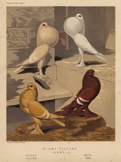 Palomas: Pigmy Pouters; Isabels, Creamy, White, Yellow, Red (litografía en color) de J. W. (after) Ludlow
