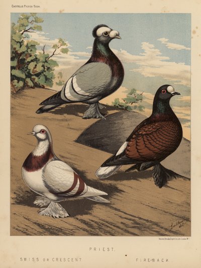 Palomas: Sacerdote; Suizo o Media Luna; Fuego de espalda (litografía en color) de J. W. (after) Ludlow