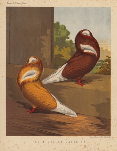 Palomas: Jacobinos rojos y amarillos (litografía en color) de J. W. (after) Ludlow