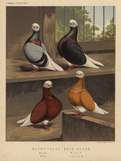 Palomas: Calvas de cara corta, azules, negras, rojas, amarillas (litografía en color) de J. W. (after) Ludlow