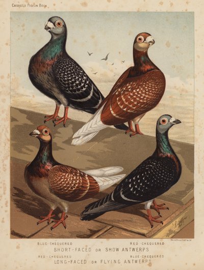 Palomas: Antwerps de cara corta o de exhibición, azul-chequered, rojo-chequered; Antwerps de cara larga o de vuelo, rojo-chequered, azul-chequered (litografía en color) de J. W. (after) Ludlow