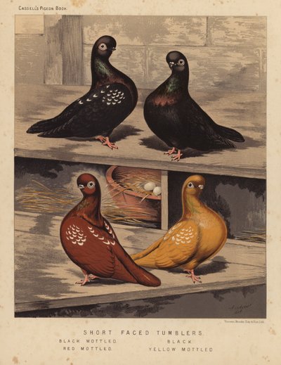 Palomas: Volteadoras de cara corta, negras moteadas, negras, rojas moteadas, amarillas moteadas (litografía en color) de J. W. (after) Ludlow
