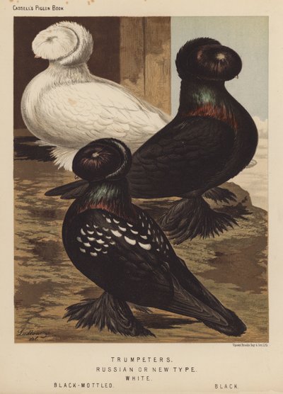 Palomas: Trompeteros, rusos o de nuevo cuño, blancos, negros moteados, negros (litografía en color) de J. W. (after) Ludlow
