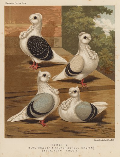 Palomas: Turbetas, azul chequer y plata, corona de concha, azul, crestas de punta (litografía en color) de J. W. (after) Ludlow