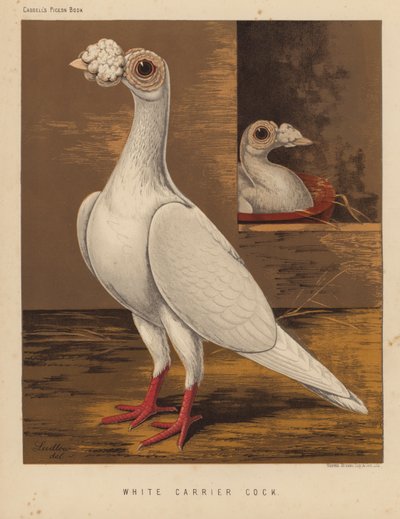 Palomas: Gallo blanco portador (litografía en color) de J. W. (after) Ludlow