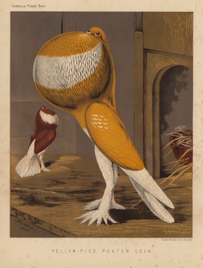 Palomas: Yellow-Pied Pouter Cock (litografía en color) de J. W. (after) Ludlow