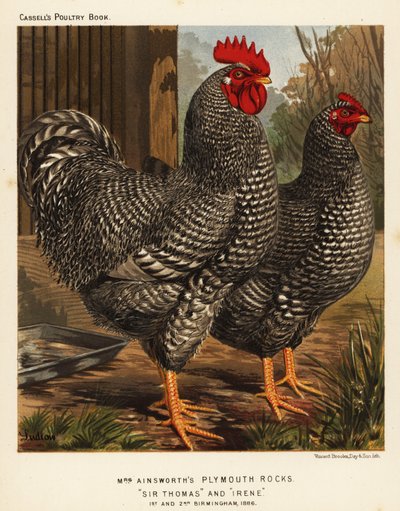 Pollos de Plymouth Rock de J. W. (after) Ludlow