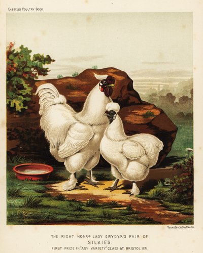 Gallo y gallina Silkie o Silky de J. W. (after) Ludlow