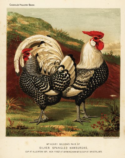 Gallo y gallina de Hamburgo de lentejuelas plateadas de J. W. (after) Ludlow