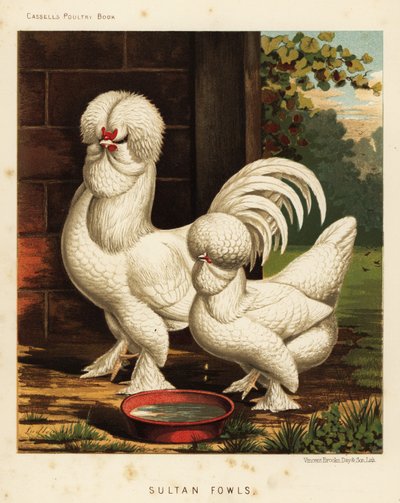 Gallos sultán, Gallus gallus domesticus de J. W. (after) Ludlow
