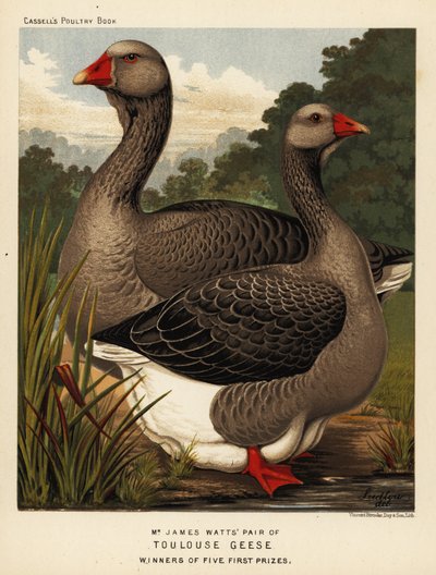 Gansos de Toulouse con papada, gallo y gallina de J. W. (after) Ludlow
