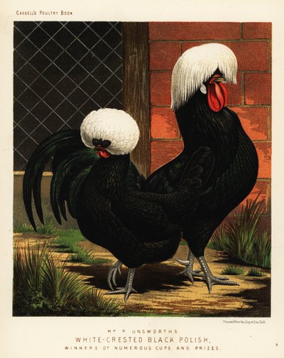 Pollos negros de cresta blanca de J. W. (after) Ludlow