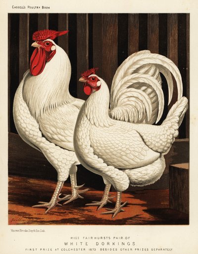 Aves de corral blancas de J. W. (after) Ludlow