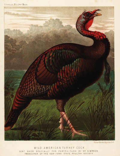 Pavo americano salvaje, Meleagris gallopavo de J. W. (after) Ludlow