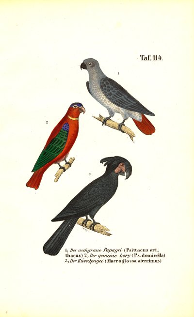  de J. W. Tenhaeff