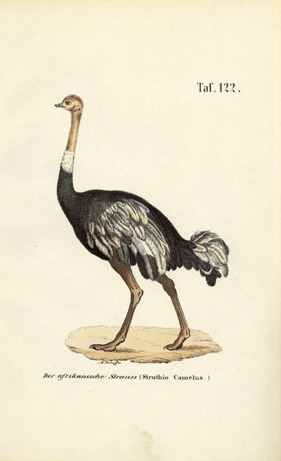  de J. W. Tenhaeff