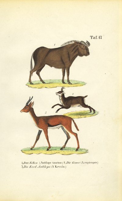  de J. W. Tenhaeff