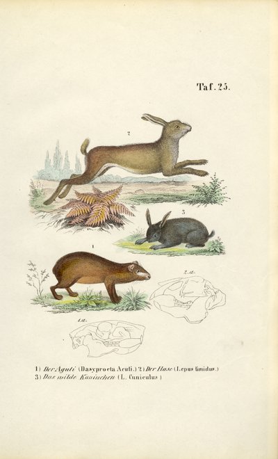  de J. W. Tenhaeff