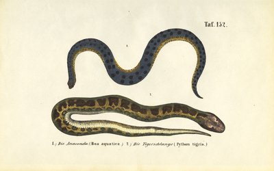 Anaconda y pitón india de J. W. Tenhaeff