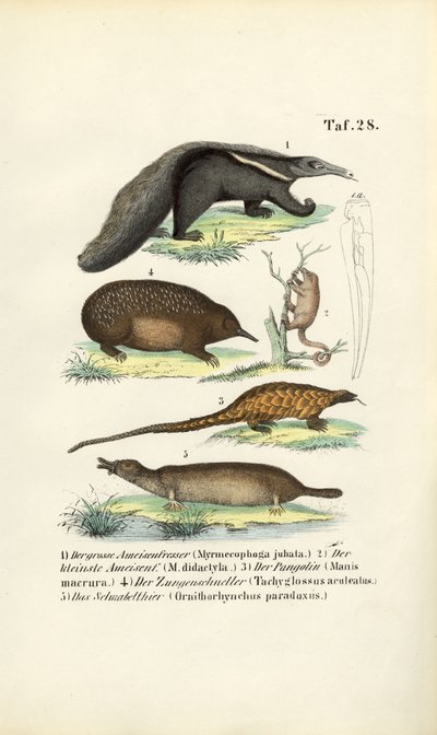  de J. W. Tenhaeff