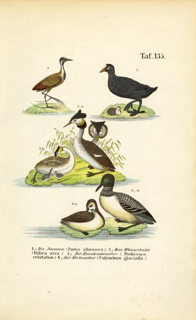  de J. W. Tenhaeff
