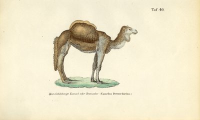  de J. W. Tenhaeff