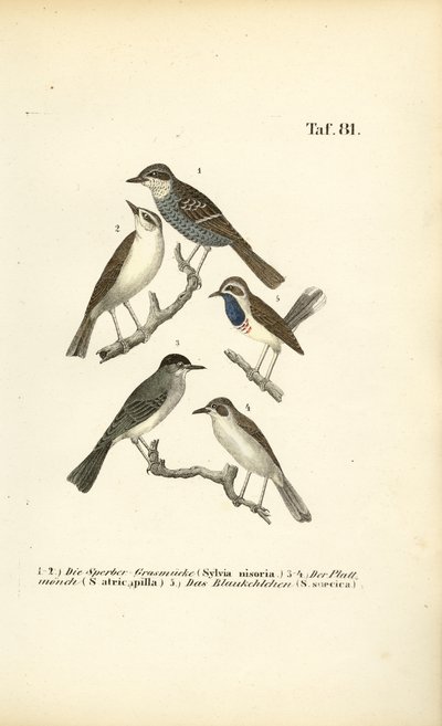  de J. W. Tenhaeff