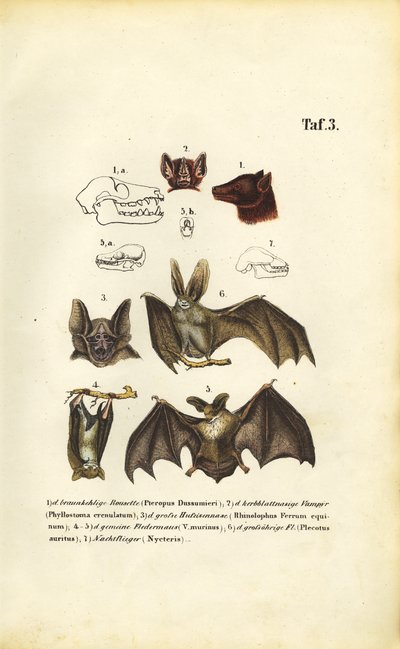  de J. W. Tenhaeff