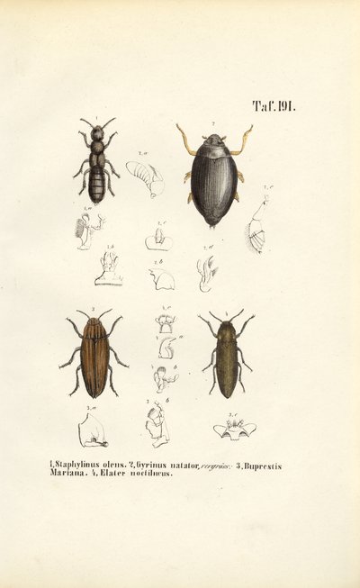  de J. W. Tenhaeff