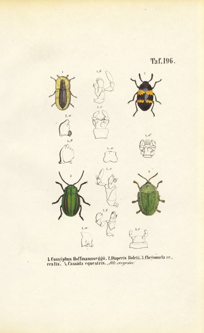 de J. W. Tenhaeff