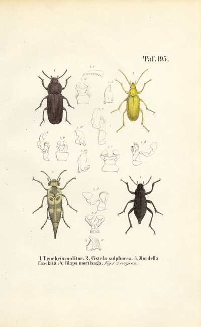 Escarabajos de la familia del escarabajo oscuro de J. W. Tenhaeff