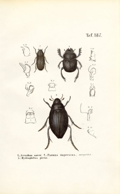  de J. W. Tenhaeff