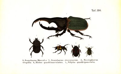 Escarabajos de las familias Scarabaeidae y Silphidae de J. W. Tenhaeff