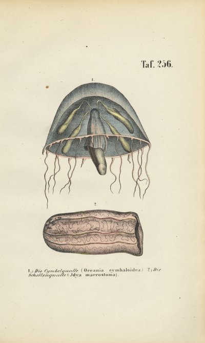 Medusas campana y medusas barril de J. W. Tenhaeff